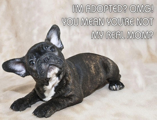 English Bulldog Christmas Funny English Bulldog Puppy Fridge Magnet – Cute Gift Card Insert For Toolbox Or Refrigerator English Bulldog Collar - Foto 4