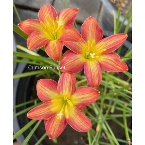 1 bulb AUTHENTIC Rain Lily Zephyranthes (130 varieties) 7-10mm size page 2 - Picture 50 of 70