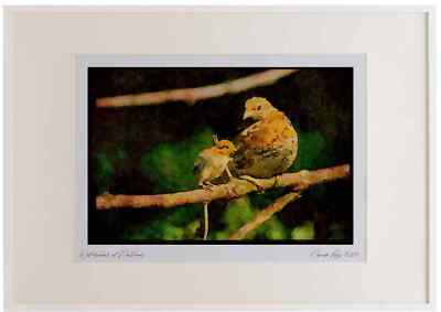 352037 Gerafftes Auerhuhn, Henne und Küken auf einem Baumglied Aquarell Bilderrahmen Lt