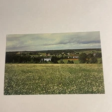 Postcard Field of Daisies Showing Village Cardigan Prince Edward Island Canada