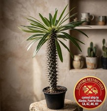 Madagascar Palm Pachypodium Lameri Live Plant 6" Pot Rare Succulent Cactus Shrub