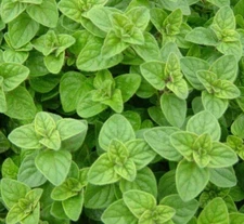 ITALIAN OREGANO SEEDS 2000+ culinary HERBS spice GARDEN non-gmo FREE SHIPPING