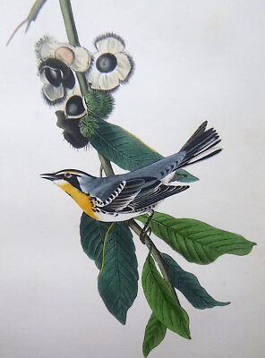 Audubon 1st ed Octavo YELLOW THROATED WOOD WARBLER Bird of America original 1840