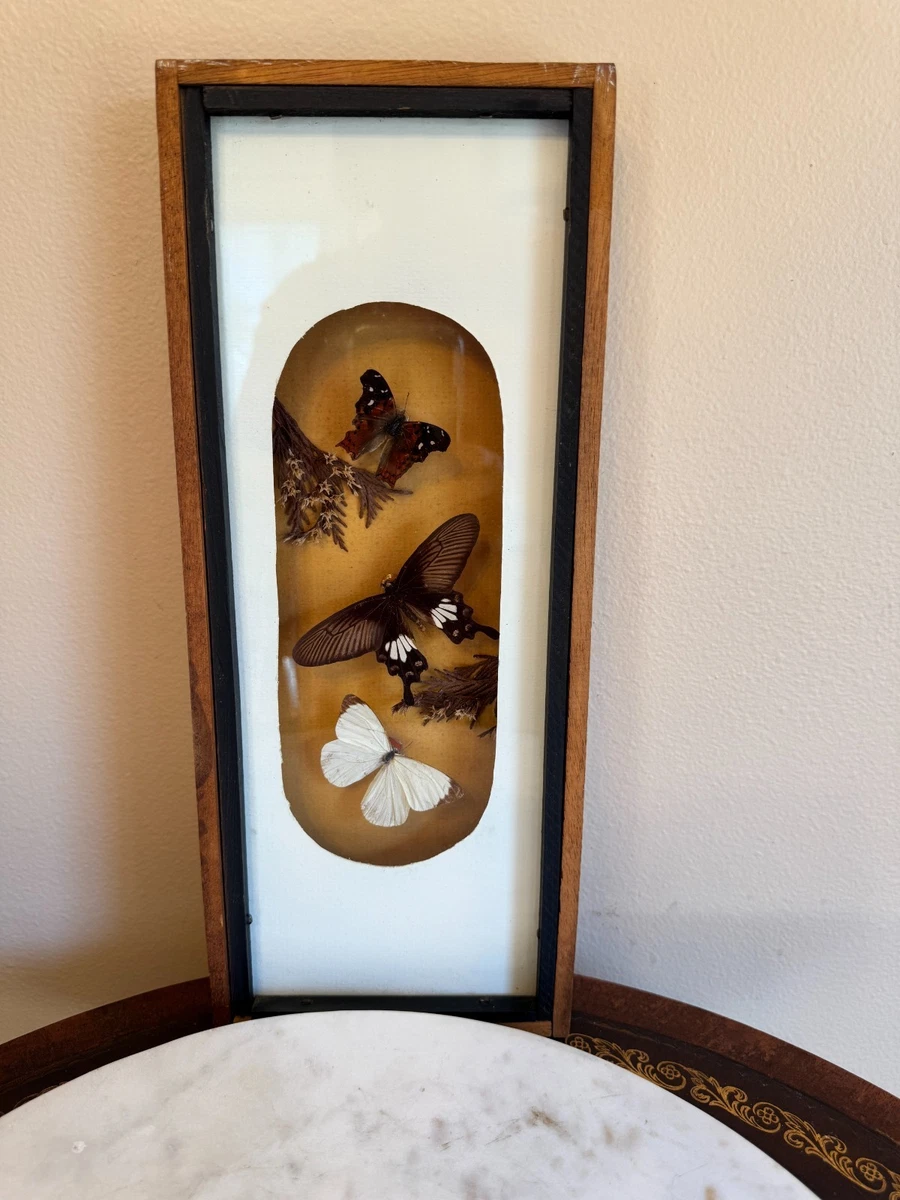 复古蝴蝶标本剥制术| eBay