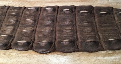 Full CROCODILE BACK-STRAP Huge Brown High Ridges Australian exotic belt hatband - Picture 4 of 11