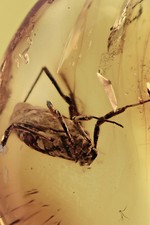 GIANT Extremely Rare 7mm Body Harvestmen Opilione BALTIC AMBER + HQ Pic 180131