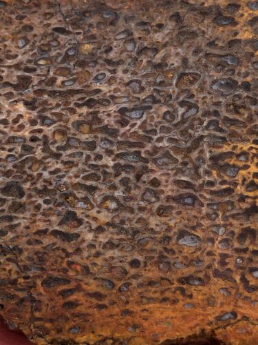 Agatized Dinosaur Gembone Slab Rough Lapidary Cabbing Fossil Dino Gem Agate Bone - 第 16/22 張圖片