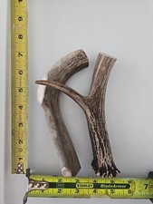 Deux bois de cerf à mâcher pour chien 7 à 8 pouces de long