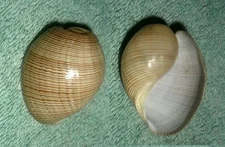 RFM 25810 Philippines Sea Slug Shells Hydatina physis Linne 1758 32.5mm Manila B