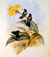 Gould GORGETED SUN ANGEL Hummingbirds Vintage Bird Art Print Bookplate 243