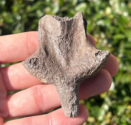 RARE Smilodon Saber Cat Axis Vertebrae Bone Fossil Ice Age Carnivore Florida - Picture 7 of 10
