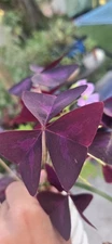 Oxalis triangularis, also known as a purple shamrock or false shamrock 1 Bulb