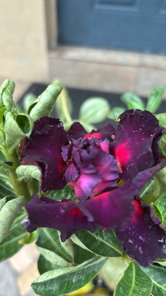 Adenium Desert Rose Exotic Plant With Purple Flowers Triple Round Petal - Image 3 of 4