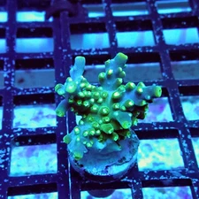 WYSIWYG - Acro Frag Aquaculture