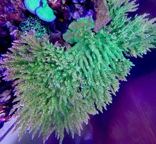 Paletta Pink Tip Acropora - Live Coral Frag SPS/Acropora