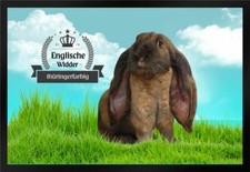 Fußmatte Schmutzfangmatte Kaninchen Engl. Widder thüringerfarbig F931
