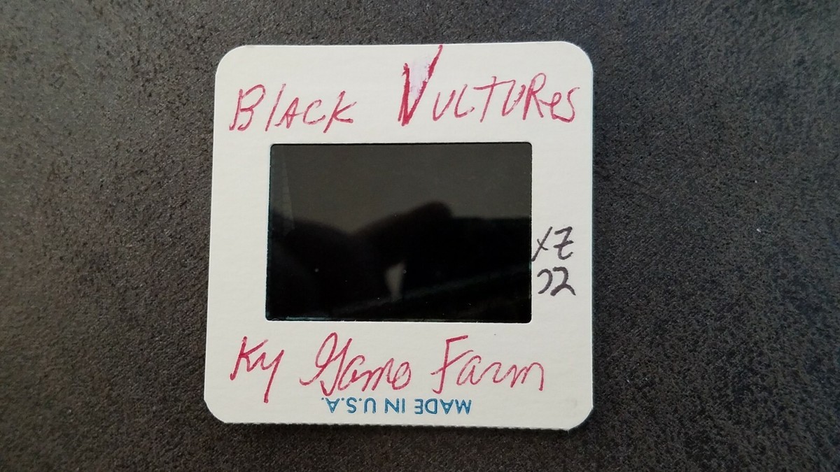 XZ02 35mm Original Slide ANIMAL/BIRD NATURE WILDLIFE Black