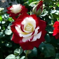 Unique Heirloom Twin Roses Seeds - 20pcs Non-GMO with Stunning Sunset Hues