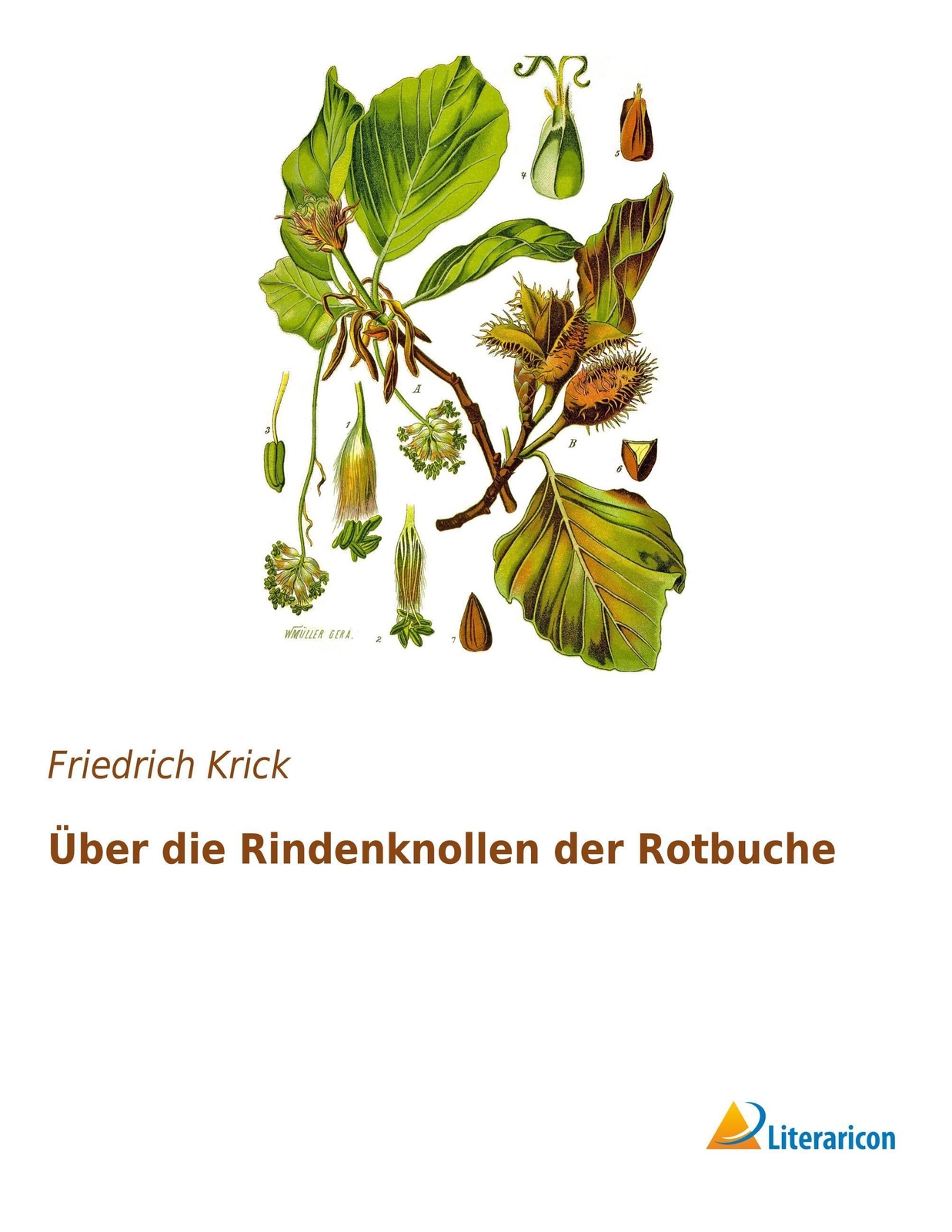 Friedrich Krick | Über Die Rindenknollen Der Rotbuche | Taschenbuch |
