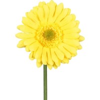 artplants Deko Blume Gerbera Tunza, Gelb, 50Cm