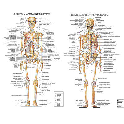 Skeletal System Anatomical Chart