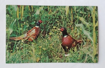 Postcard Ring-necked Pheasants Voted Favorite Gamebird By Many Hunters