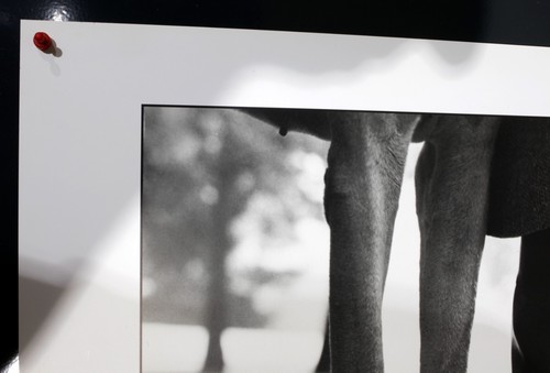 Elliot Erwitt - Promenade a New York, 1974 -1988 - Offset Poster - Magnum & NI - Picture 2 of 6