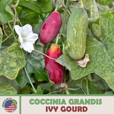 10 Ivy Gourd Seeds, Coccinia grandis, Scarlet Gourd, Non-GMO, Genuine USA