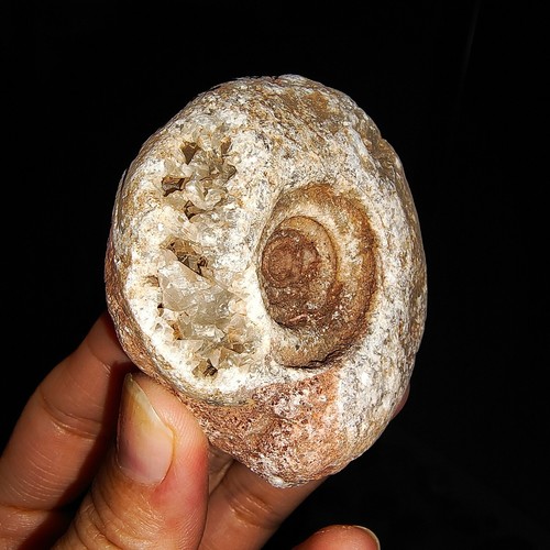 ¡INCREÍBLE AMONITA!!! FÓSIL DE METAEGOCERATIDA CRISTALIZADO EN BRUTO DE TIMOR, 60 MM - Imagen 4 de 5