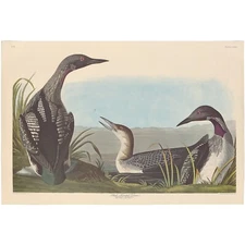 Audubon Amsterdam Ed Dbl Elephant Folio lithograph Pl  346 Black-throated Diver