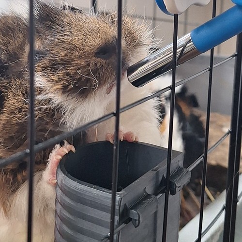 2x Water Pot For Guinea Pigs Rabits Rats Water Bottle Anti Spill D Shaped - Picture 2 of 5