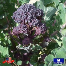 700 Broccoli Fresh Seed Early Purple Sprouting Non-GMO Heirloom Vegetable