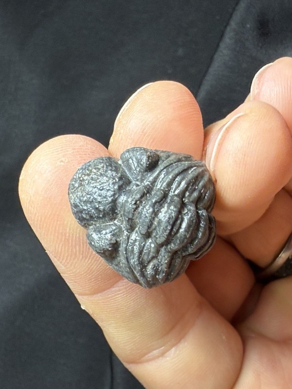 Nice Large rolled Phacops Barrandeops Trilobite fossil Devonian of Morocco 