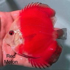 Pack of 4 Red Melon Discus 3.75  To 4  Live Fish Aquarium Overnight Shipping