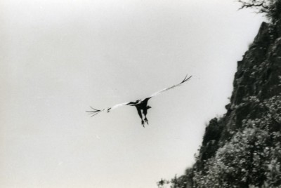 Spanien Zahara Greif Geier Natur Amateur Wildlife Fotografie 70er Jahre