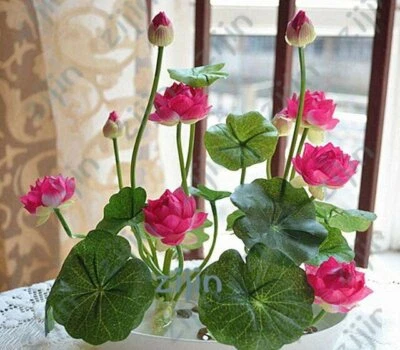 10 Graines Fleur de LOTUS Sacré ROSE Cultiver en intérieur BASSIN Toute l'Année