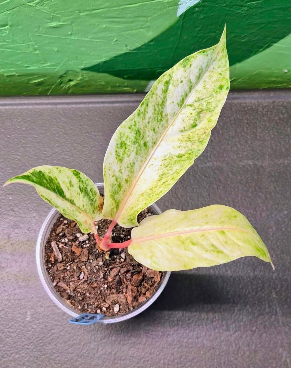 Anthurium Variegated Hookeri | eBay