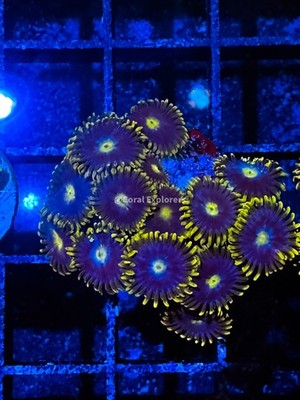 CE- WYSIWYG Blueberry Field Zoa Zoanthid Frag Live Coral Frag LPS SPS #R1GB15