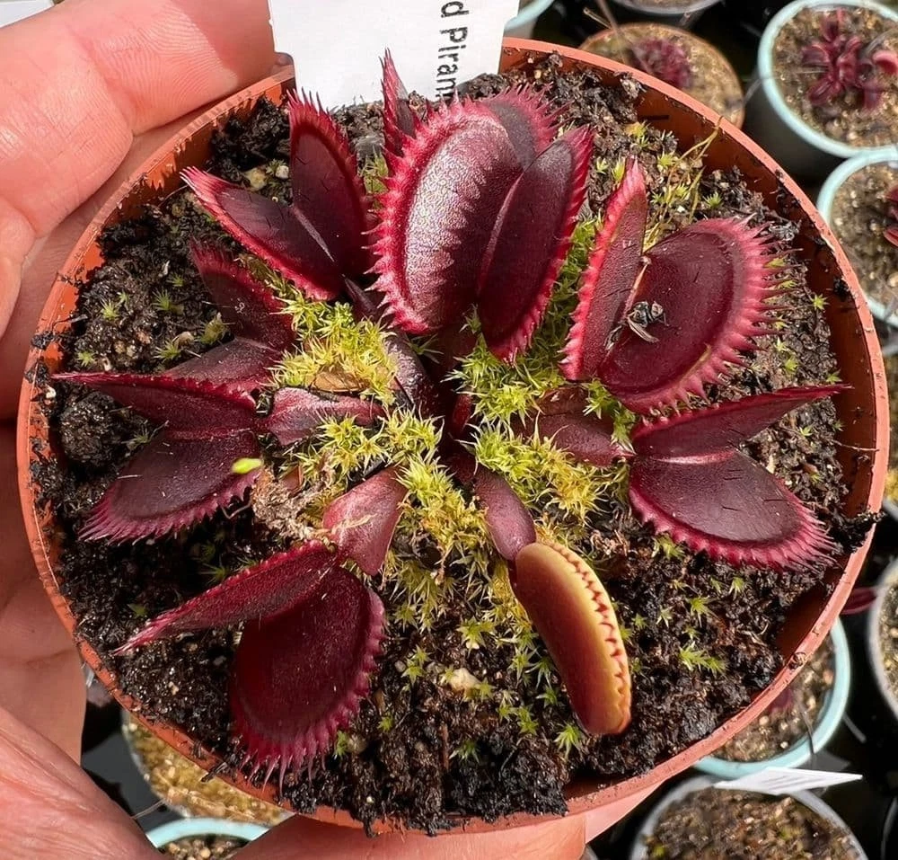 Live Plants products for sale | eBay
