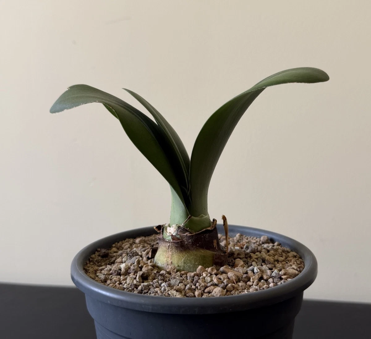 Haemanthus Albiflos online kaufen | eBay