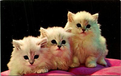 White Kittens Three on Cushion Postcard Unused (33648)