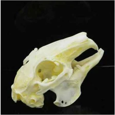 1Pcs Cottontail Rabbit Skull Specimen Animal Bone Specimen