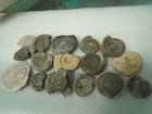 Private collection of Ammonite fossils    UNUSUAL CLEARANCE FIND