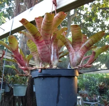 BUY 4 SAVE 20% BROMELIAD Neoregelia Vinzant's DULCE de LECHE - One Offset!