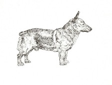 Pembroke Welsh Corgi - CUSTOM MATTED 5 x 7 - Dog Art Print - NEW - GD