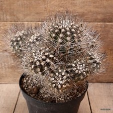 D7813 NEOPORTERIA SUBGIBBOSA pot18-H21-W26 cm MaMa Cactus