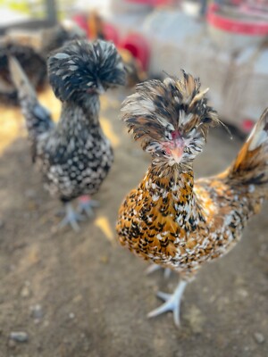 6+ Tolbunt / Candy Corn / Silver Laced Polish Hatching Eggs