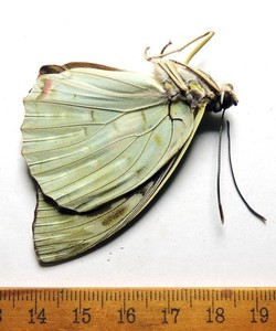 Sasakia charonda,  male, Japan; Nymphalidae