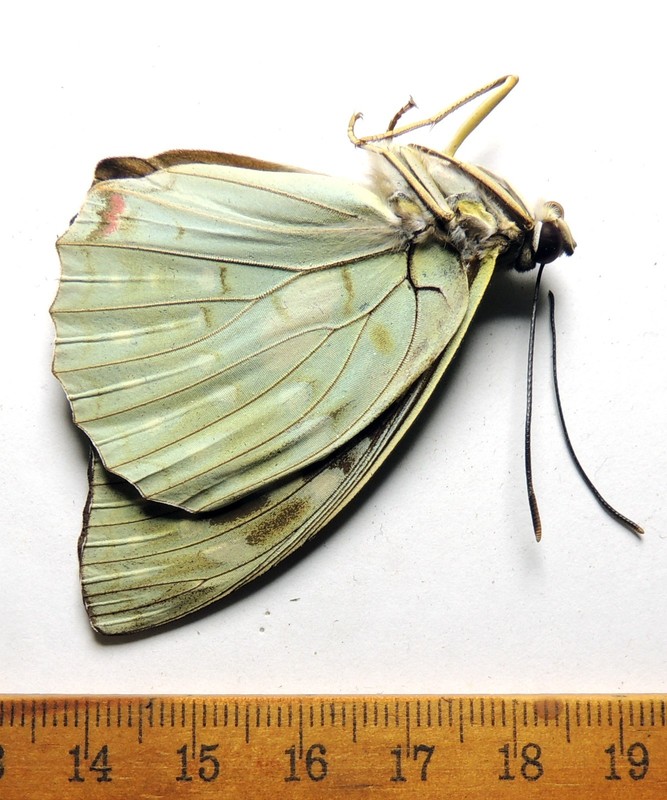 Sasakia charonda,  male, Japan; Nymphalidae
