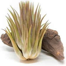 Jumbo Ionantha Guatemala 'Macho' Air Plants- Wholesale, Easy Care Indoor/Outdoor